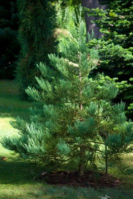 Sequoiadendron giganteum 'Bultnick Yellow' - sekvojovec obrovský - celek